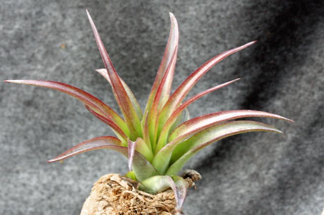 Simple Tillandsia Species List for Small Space